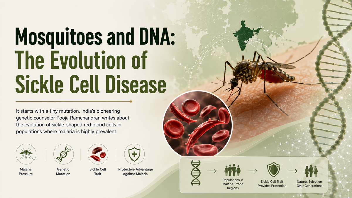 Mosquitoes and DNA: The Evolution of Sickle Cell Disease