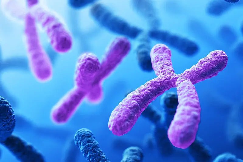 Plus One Phenomenon : An Extra Chromosome's Unexpected Influence - Mapmygenome