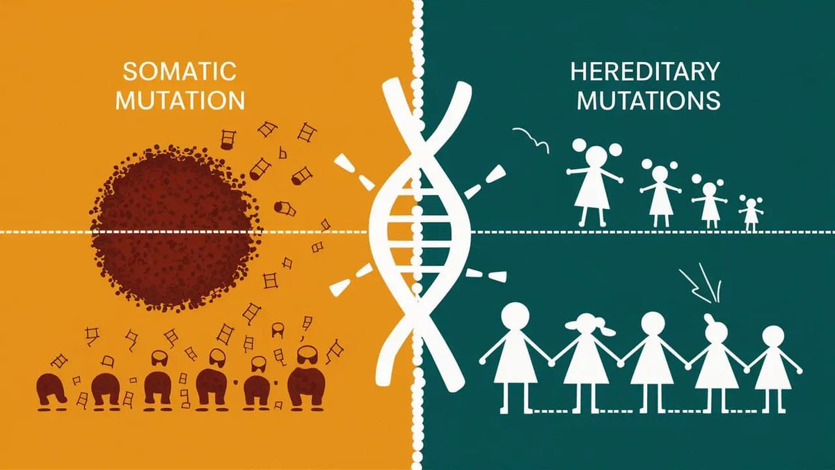 Somatic vs. Hereditary Mutations: What's the Difference, and Why Should You Care? - Mapmygenome