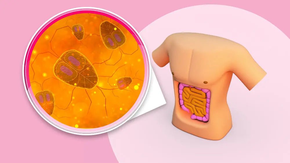 Understanding Common Gut Infections: Causes, Symptoms, and Prevention - Mapmygenome