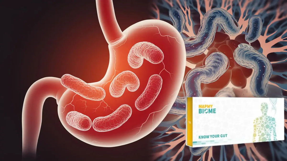 Understanding Helicobacter Pylori: A Comprehensive Overview - Mapmygenome
