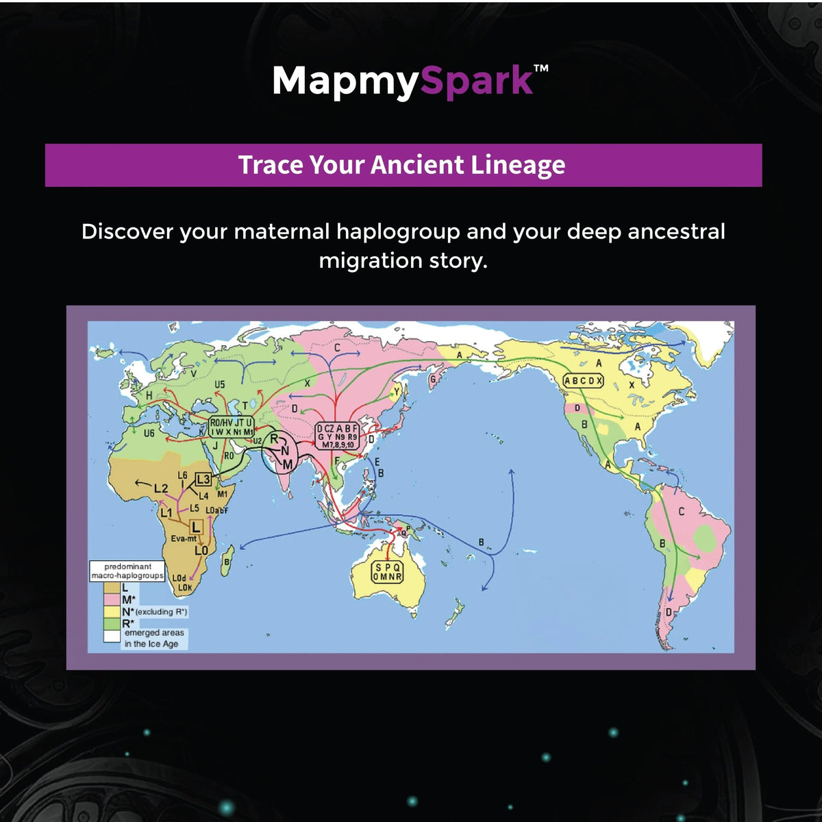 MapmySpark - The Mitochondrial Wellness &amp; Heritage Report - Mapmygenome